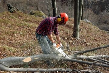 Ordinanza Sindacale Taglio Piante, Rami e Vegetazione